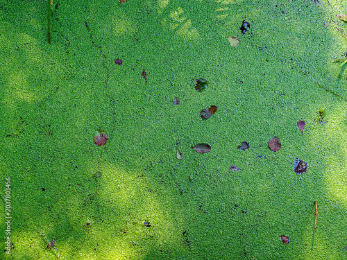 Duckweed floats on the surface of the water like a continuous green carpet
