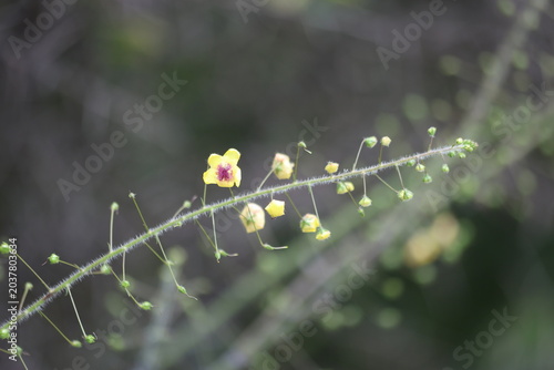 Fotografie Wild Mullein Verbascum Plant Blooming with Small Yellow Flowers on Slender Stems