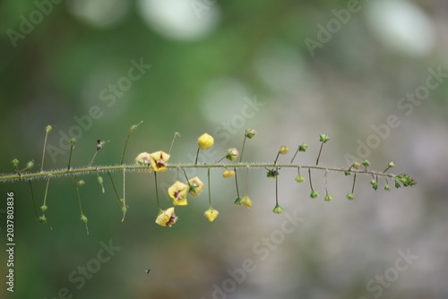 Fotografie Wild Mullein Verbascum Plant Blooming with Small Yellow Flowers on Slender Stems