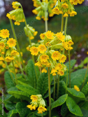 Blooming Primula veris close-up in the garden in spring