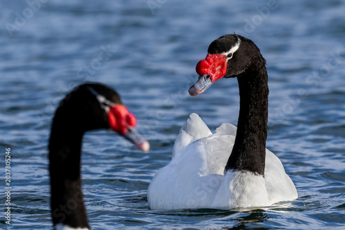 Black-necked swan on the lake