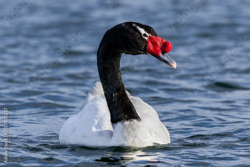 Black-necked swan, Puerto Natales, Chile 
