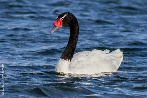 Black-necked swan 