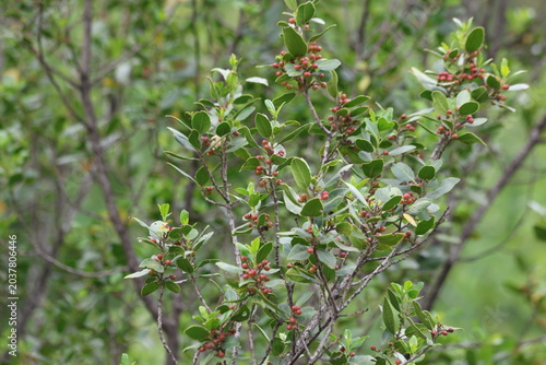 Glossy Mediterranean Buckthorn Rhamnus Alaternus Shrub with Developing Berries