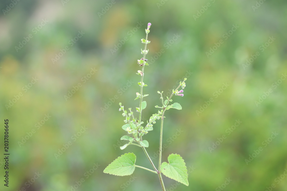 Fototapeta premium Wild Skullcap Scutellaria Wildflowers Blooming on Elegant Upright Stems