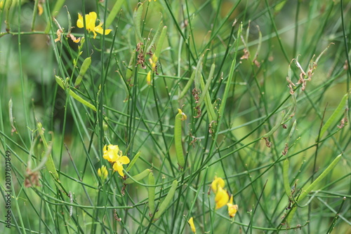 Fotografía Yellow Spanish Broom Spartium Junceum Flowers on Green Rush Like Stems