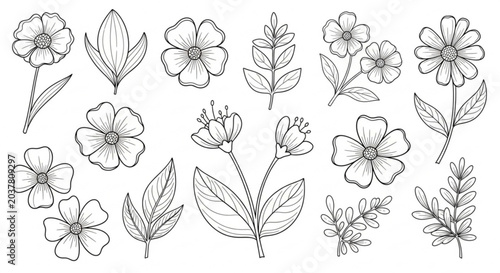 Cuadro en lienzo Botanical Herb and Flower Outline Illustration Set with Rose Lavender Chamomile