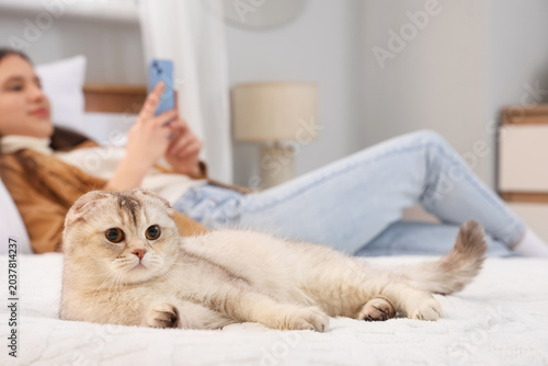 Cute Scottish Fold cat agai...