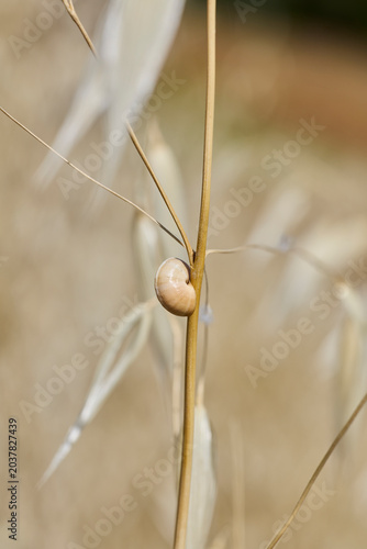 Cuadro en lienzo Snail estivating resting on a dry oat stalk in field
