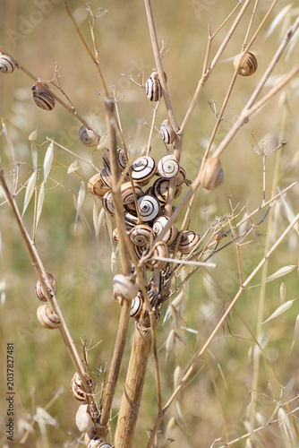 Cuadro en lienzo Snails aestivating on dry plant stems in nature