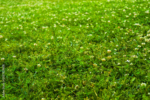 Green grass with white clover flowers in a field