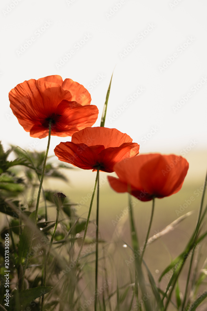 Fototapeta premium Three red poppies in a field