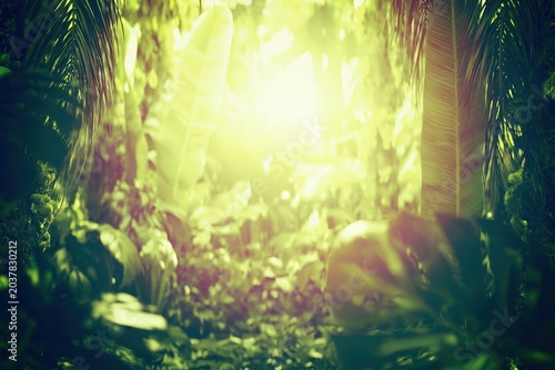 Lush Green Tropical Jungle with Sunlight Through Leaves
