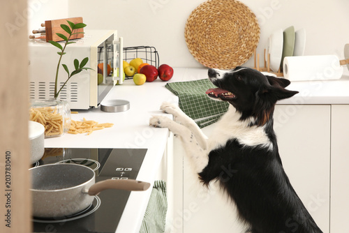 Bild auf Leinwand Naughty Border Collie dog with mess on counter in kitchen