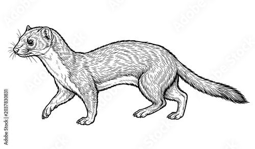 Photography Detailed Ferret Sketch Illustration Animal Drawing Vector