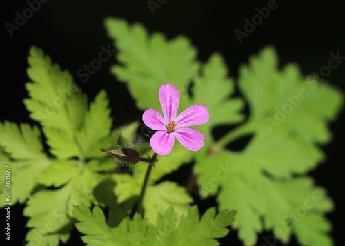 Konstfotografi Geranium robertianum (Robert's geranium, herb Robert, St Robert's herb) wild flo