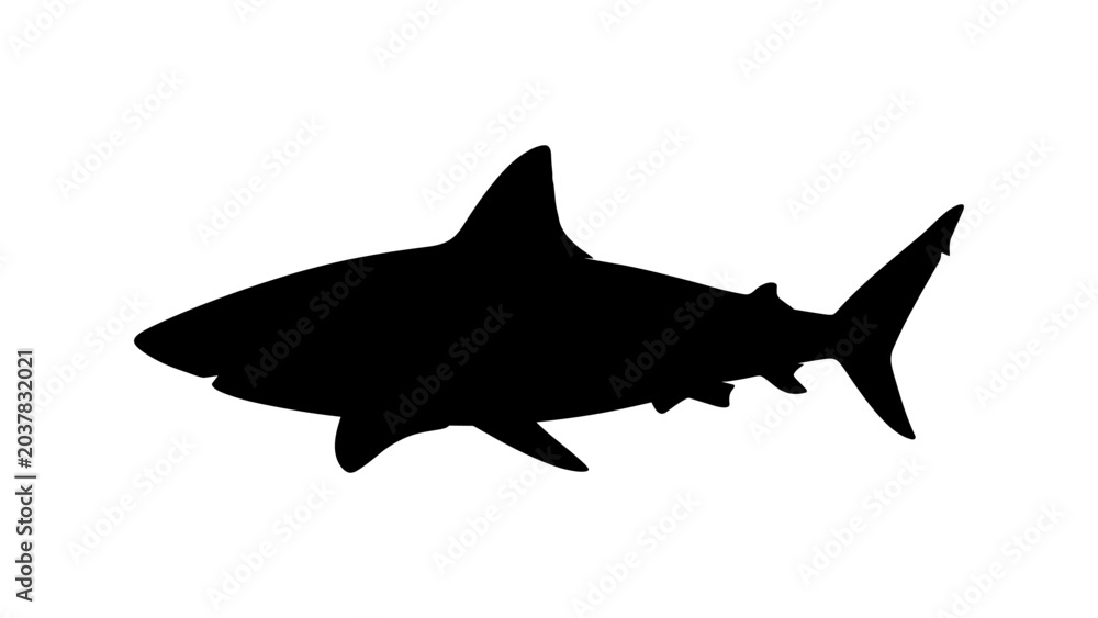 Fototapeta premium Shark Silhouette