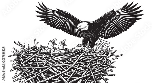 Black and white eagle, spread wing, on nest, wildlife vector illustration, bird of prey, American symbol