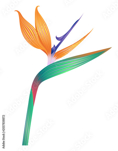 Bird of paradise flower illustration isolated on a transparent PNG background. Vibrant tropical botanical design element with bright orange and blue petals.