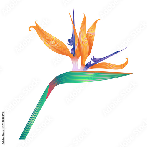 Bird of paradise flower illustration isolated on a transparent PNG background. Vibrant tropical botanical design element with bright orange and blue petals.