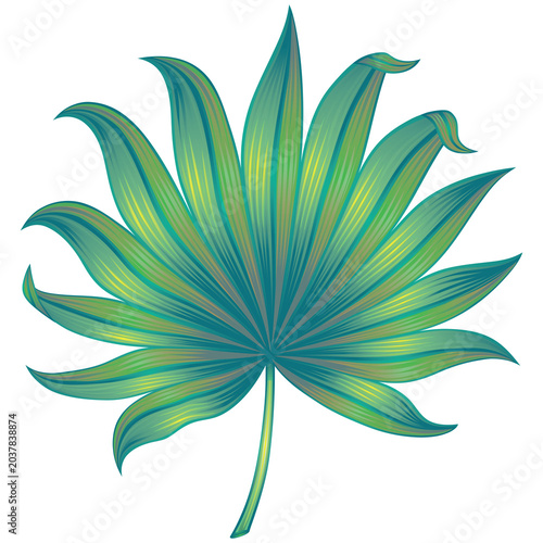 Stylized tropical fan leaf illustration isolated on a transparent PNG background. Elegant botanical design element with layered green tones, perfect for nature, floral, and tropical themed projects.