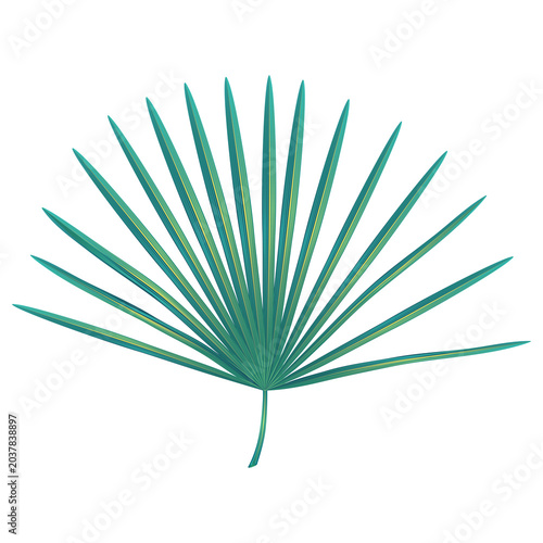 Fan palm leaf illustration isolated on a transparent PNG background. Minimal tropical botanical design element with clean lines, perfect for nature, floral, and summer themed projects.