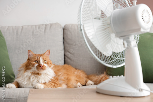 Foto Funny cat lying on sofa in air flow from electric fan