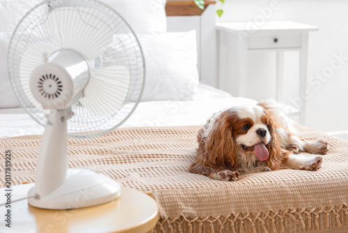 Funny dog and electric fan ...