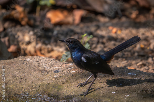 Male Indian robin perched in natural habitat showing dark plumage and alert posture Beautiful wild songbird of India capture