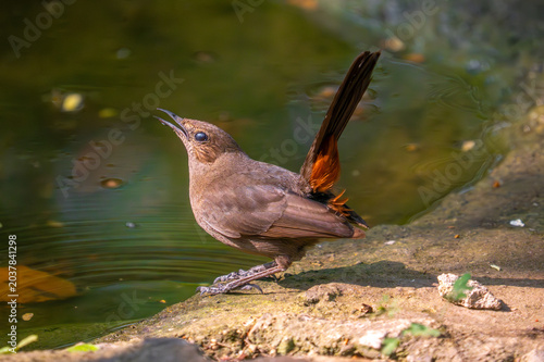 Female Indian robin perched in natural habitat showing soft brown plumage and alert posture