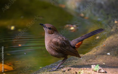 Female Indian robin perched in natural habitat showing soft brown plumage and alert posture