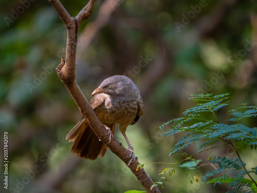 Babbler bird perched on a tree branch in a natural forest setting with soft brown feathers and expressive eyes.