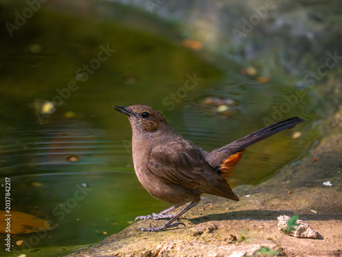 Female Indian robin perched in natural habitat showing soft brown plumage and alert posture