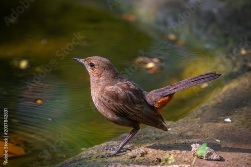 Female Indian robin perched in natural habitat showing soft brown plumage and alert posture