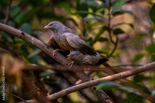 Babbler bird perched on a tree branch in a natural forest setting with soft brown feathers and expressive eyes.