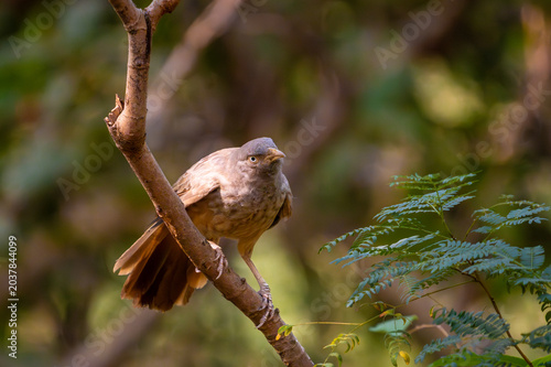Babbler bird perched on a tree branch in a natural forest setting with soft brown feathers and expressive eyes.