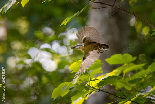 Wildlifeaufnahme eines fliegenden Kleibers, im Wald.