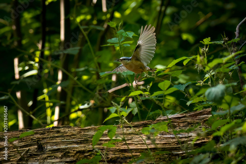 Wildlifeaufnahme eines Kleibers im Flug, in seinem Habitat.
