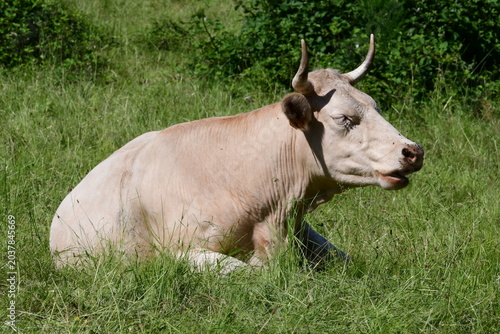 Dairy cow in the Pilat Regional Natural Park, Loire, Veranne commune, May 28, 2026.