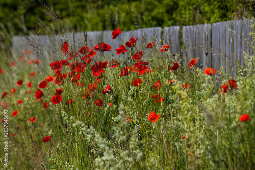 Aufnahme von wildwachsenden,  blühenden Mohnblumen, vor einem Holzzaun.