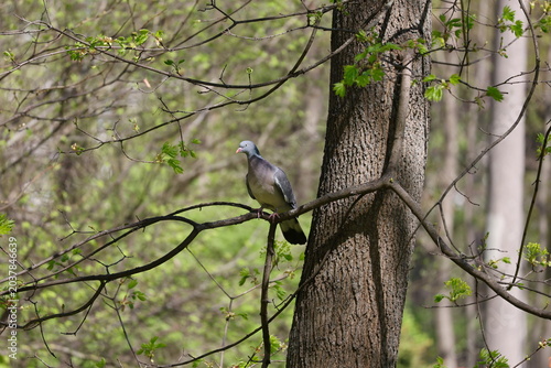 Fotografía Common wood pigeon perched among fresh spring leaves on tree branch, Columba pal