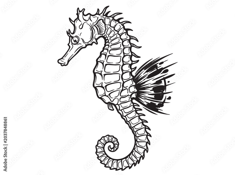 Fototapeta premium Seahorse, sea horse, marine animal, black and white, vector illustration, ocean creature