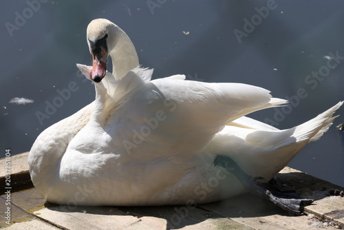Photos Mute swan grooming feathers behind enclosure mesh at zoo pond, Cygnus olor