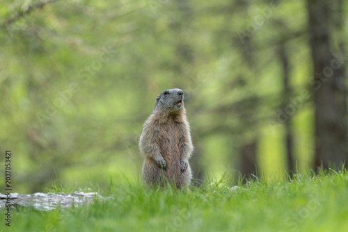 Alpine marmot (Marmota marmota) on alert in a larch forest, Chianale, Monviso Natural Park, Piedmont, Cottian Alps, Italy.
