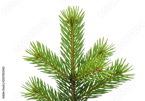 Fresh spruce branch with vibrant green needles and twigs isolated on transparent background