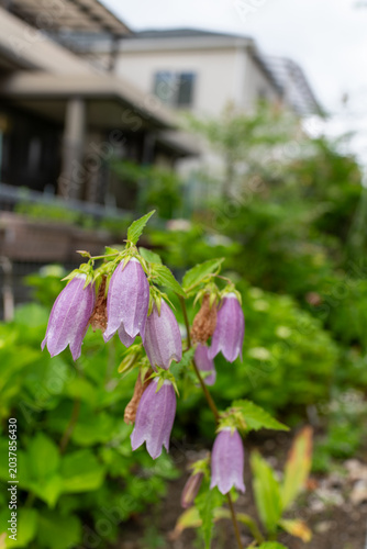 Принти на полотні 和風の庭に似合うホタルブクロの花の背景