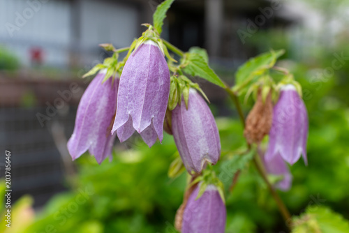 Photos 緑の葉に囲まれたホタルブクロの自然な花姿