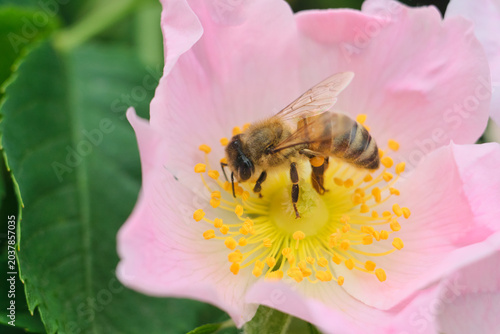 Canvastavla Macro shot of a honey bee curled over yellow stamens of a dog rose