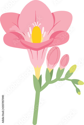 Photos Delicate Pink Freesia Flower with Buds Illustration.