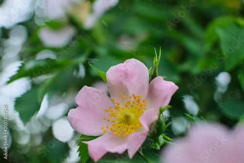 Photos Single pink dog rose flower blooming on a leafy green branch
